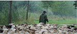 schapen.png