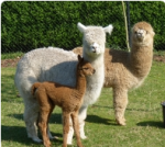 alpacafarm.png